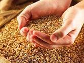Пшеница в Грузии стала дешеветь. 16087.jpeg