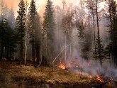 В Западной Грузии произошел сильнейший лесной пожар. 16460.jpeg