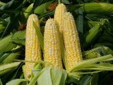 Гилаури: Необходимо с посевом кукурузы уложиться в сроки. 16557.jpeg